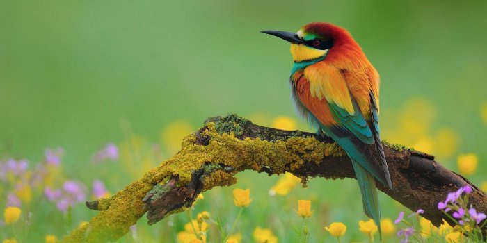 1920x1200 Spring Animals Wallpapers - Top Free Spring Animals Backgrounds