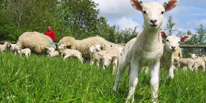 1600x1200 48+] Free Spring Animal Wallpaper on WallpaperSafari