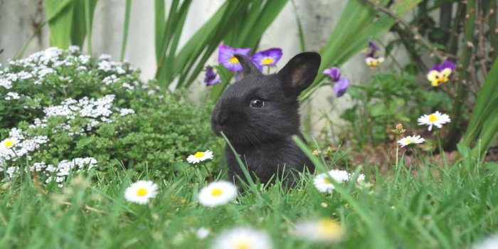 2560x1440 Spring Animals Desktop Wallpapers