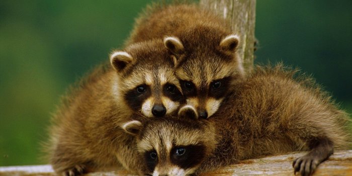 1920x1080 Baby Animal Wallpapers Animals