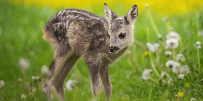 1280x800 My Spring Animals HD Wallpapers New Tab Theme - MyStart