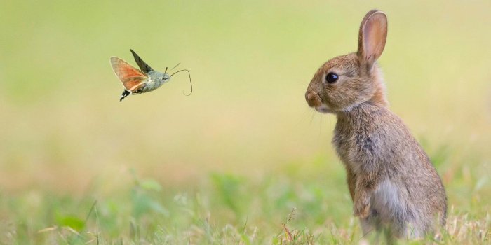 4096x2160 Spring Animals Wallpapers - Top Free Spring Animals Backgrounds
