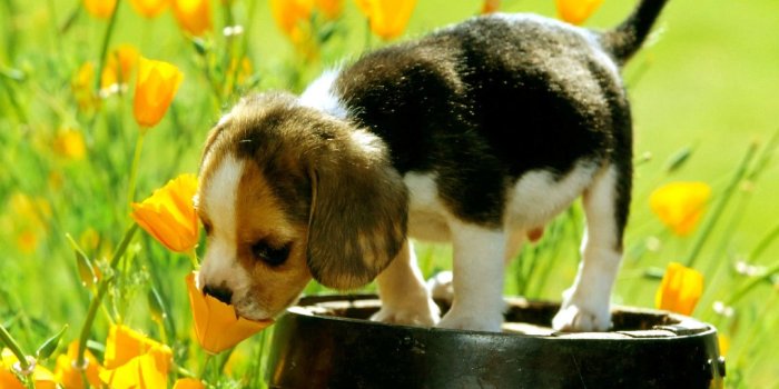 2560x1920 Springtime Animals and Flowers Wallpaper (67 images), Springtime