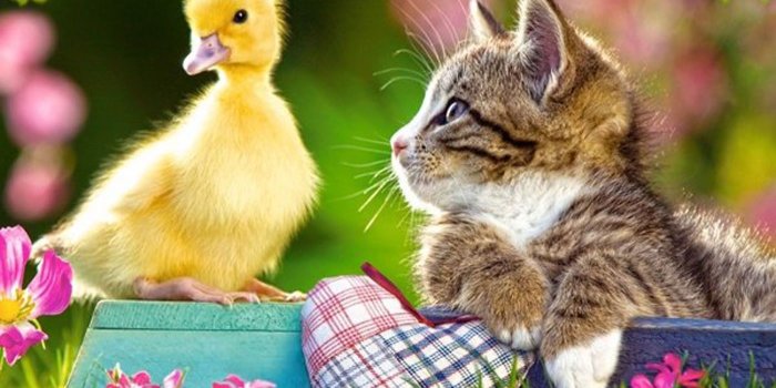 1400x1015 Buddies Freinds Best Friends Animals Free Spring Animal Wallpapers