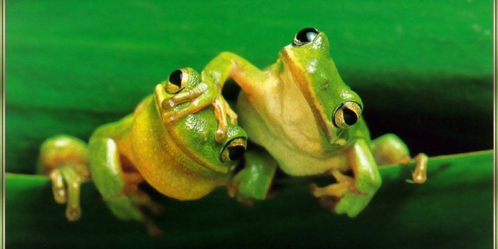 1440x900 Spring Animal Wallpaper 1080p #HwB