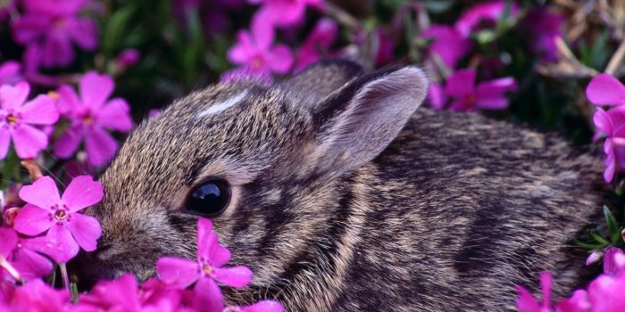 1920x1080 48+ Spring Bunny Wallpapers on WallpaperPlay