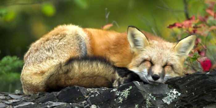 1920x1200 Free animals wallpapers Gallery