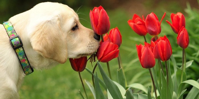 1920x1200 Spring Animals Desktop Wallpapers (64+ background pictures)