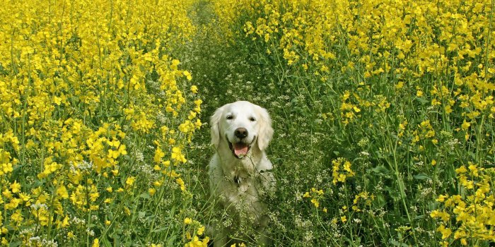 2560x1480 Spring Animals Wallpapers - Top Free Spring Animals Backgrounds