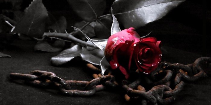 1920x1080 67+ Gothic Roses Wallpapers on WallpaperPlay
