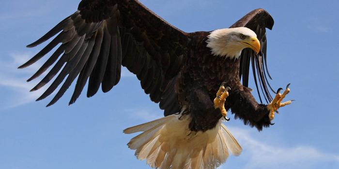 1920x1080 Bald Eagle attack with strong sharp claws-Desktop Wallpaper HD for