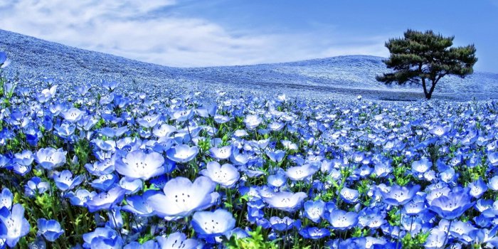 2046x1283 Beautiful Summer Flowers Wallpaper Photo | Nature HD Wallpaper