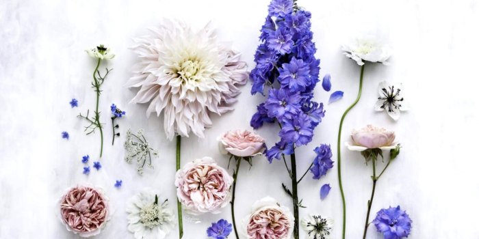 1472x969 Flower Desktop Wallpaper | This Wallpapers