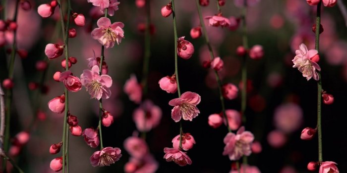 1600x1000 55+ Pink Flower Desktop Wallpapers - Download at WallpaperBro