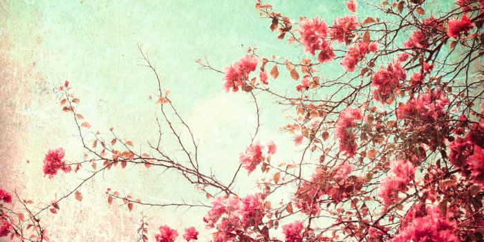 2560x1558 Flower Desktop Wallpaper Hd - (65+) Wallpaper Collections