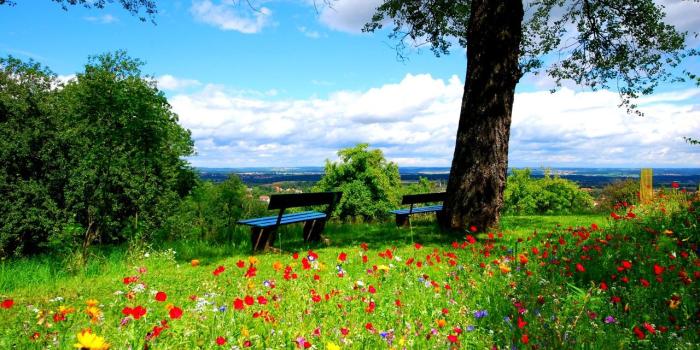 1280x800 Crocus flowers on the meadow, bench, tree, summer, nature wallpapers