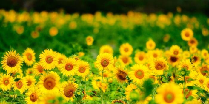1920x1200 Sunflowers Summer Nature Wallpaper | HD Flowers Wallpapers for