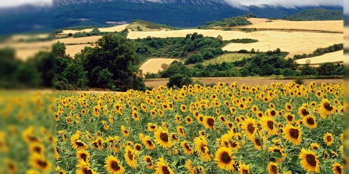 1920x1080 81+ Summer Desktop Wallpapers on WallpaperPlay