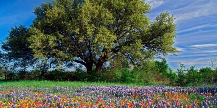 1024x768 Images of Beautiful Summer Nature. 100 Photos for Your Desktop