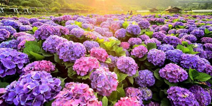 1332x850 Wallpaper field, summer, nature, the bushes, blooming, hydrangea