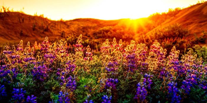 1600x960 SIGALAS HOTEL | sunset-lupines-flowers-nice-summer-nature-glow