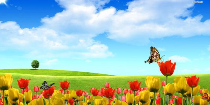 1366x768 Free download summer wallpaper summer nature desktop wallpaper nice