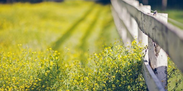 1920x1200 Macro Flowers Summer Fence Nature wallpaper | 1920x1200 | #23264