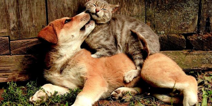 1920x1200 Animal Friends Wallpapers