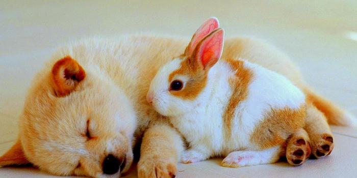 1280x1024 Animal Friends Wallpapers