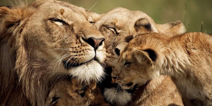 1920x1080 Animal Friends Wallpapers