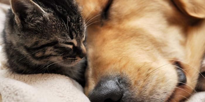 1440x900 animal best friends | Animal Friends Asleep Windows 8 Wallpaper