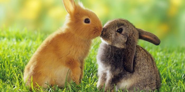 1280x720 animal best friends | Best-top-desktop-animals-wallpapers-hd-animal