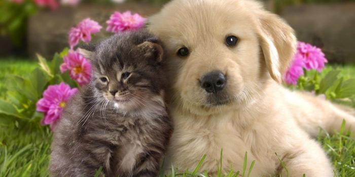 1680x1050 animal Friends ❤ 4K HD Desktop Wallpaper for • Wide & Ultra