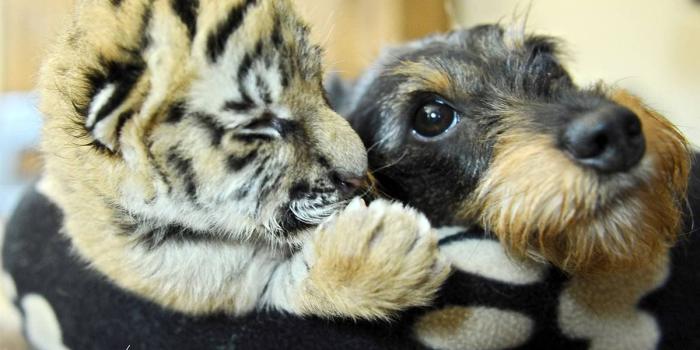 1200x800 Animal Friends Wallpapers