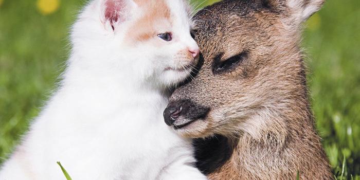 1000x1000 2018 Unlikely Animal Friends Wall Calendar (Mead): Mead