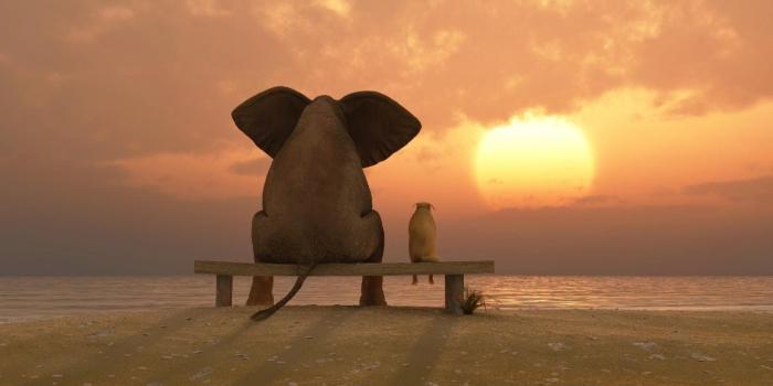 1920x1200 Animal Friends Wallpapers