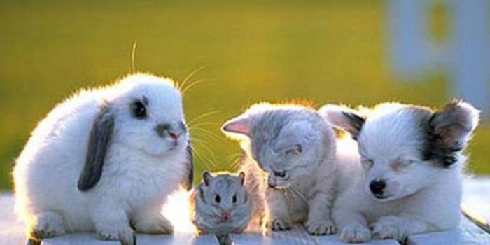1366x768 Odd animal friends | free cat wallpaper download 52 | free 3d