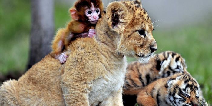 3289x2467 Unlikely animals who are best friends HD+ iPhone Smartphone Computer