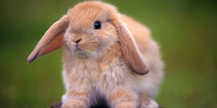 1273x846 Animal Wallpapers, Desktop Images, Animals, Pets, Best Friends, Cute