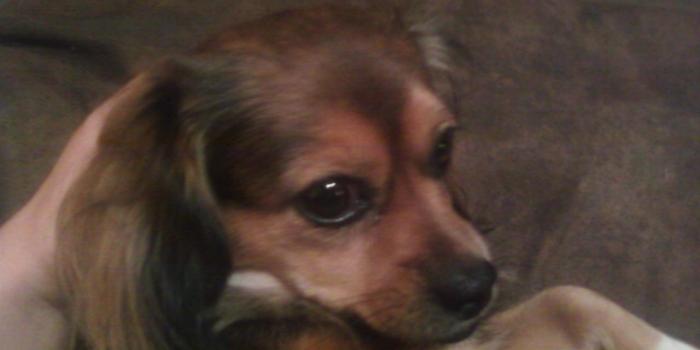 1280x960 thetacoman images My Animal Friends <3 HD wallpaper and background