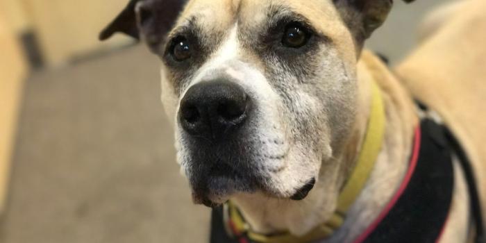 1600x1200 Squiggy's Bucket List - Animal Friends, Inc.