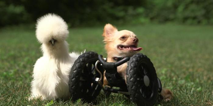 1280x720 Watch Unlikely Animal Friends Videos Online - National Geographic