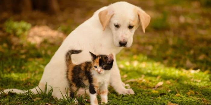 2560x1600 http___www.wallpaperbetter.com_wallpaper_290_132_7_puppy-kitten