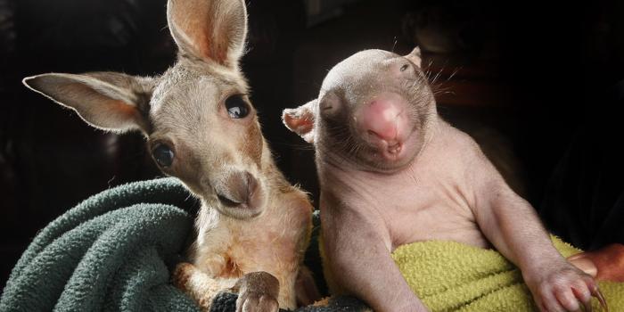 2197x1463 Animal Friends Wallpapers