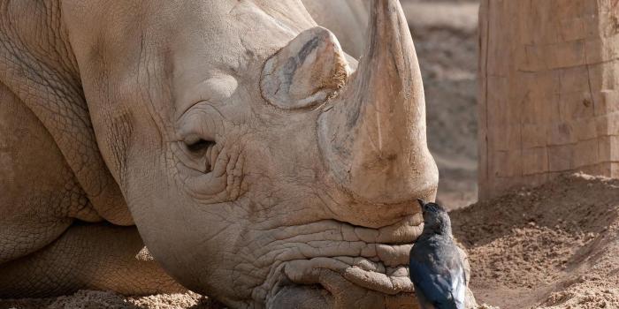 1920x1080 Unlikely Animal Friends HD desktop wallpaper : Widescreen : High