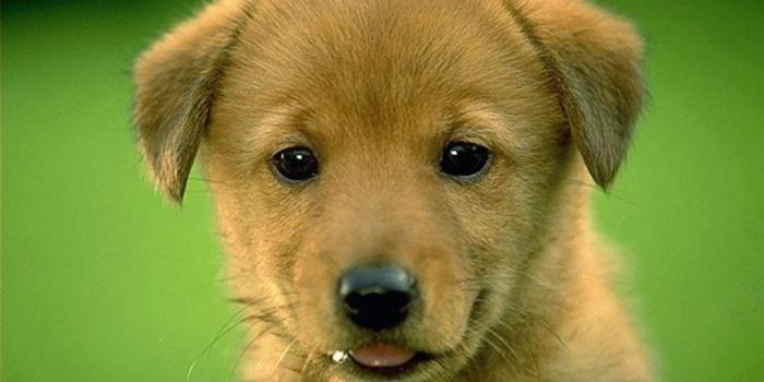 1024x768 Wild Animal Wallpaper Hd free Downloads | Pet Photos and Wildlife