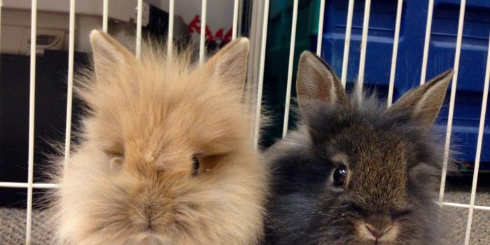 1600x1200 Animal Friends Presents Tahoma and Verdana - Animal Friends, Inc.