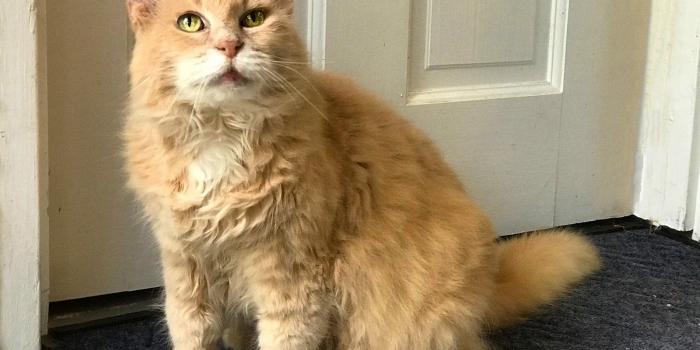 1600x1200 Fluffy: Animal Friends Home to Home Adoption Program - Animal