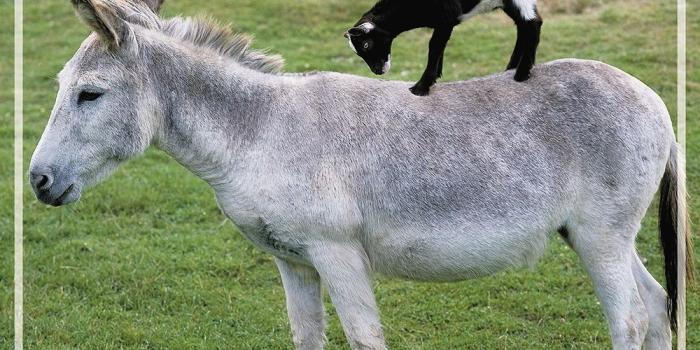 1000x1000 Unlikely Animal Friends 2018 Wall Calendar