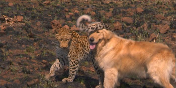1920x1080 Unlikely Animal Friends - Photos - National Geographic Channel - Sub